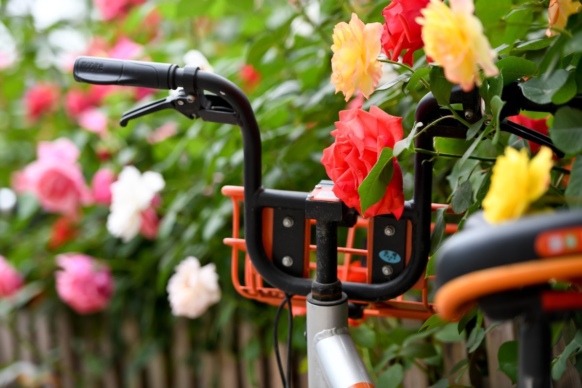 月季花与共享单车
