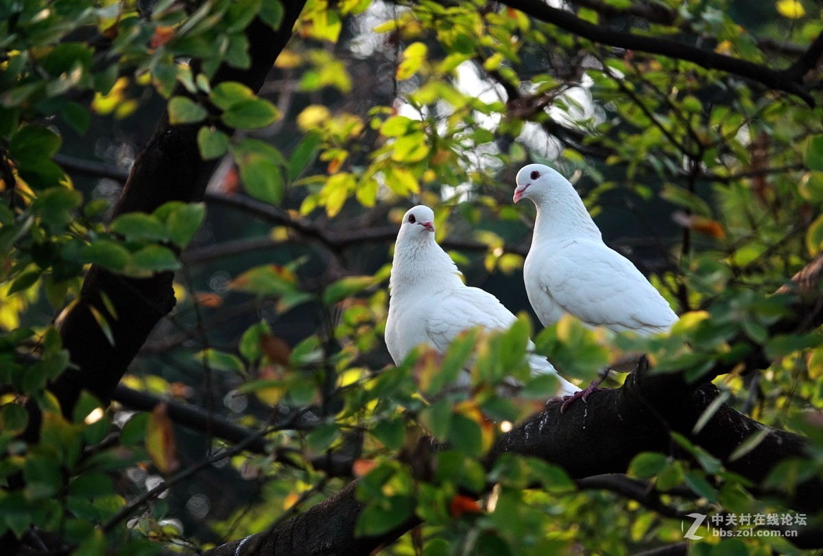 树上的一对鸽子2
