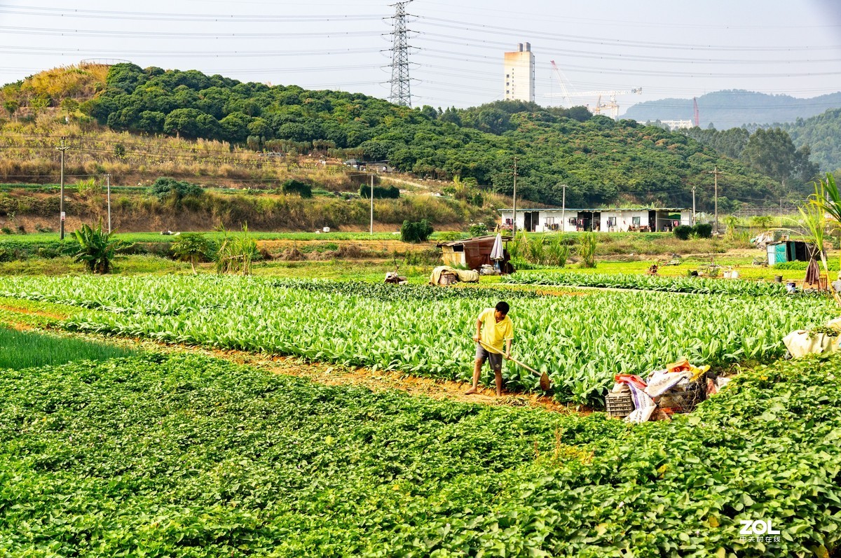 菜博士农场之《田园之景》