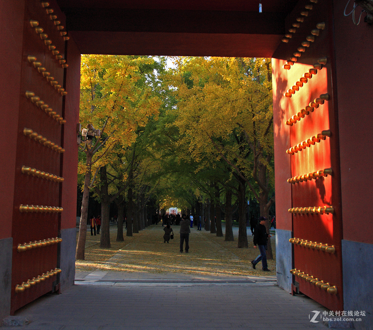 地坛公园银杏大道的早晨