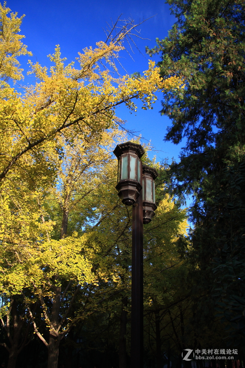 地坛公园银杏大道的早晨