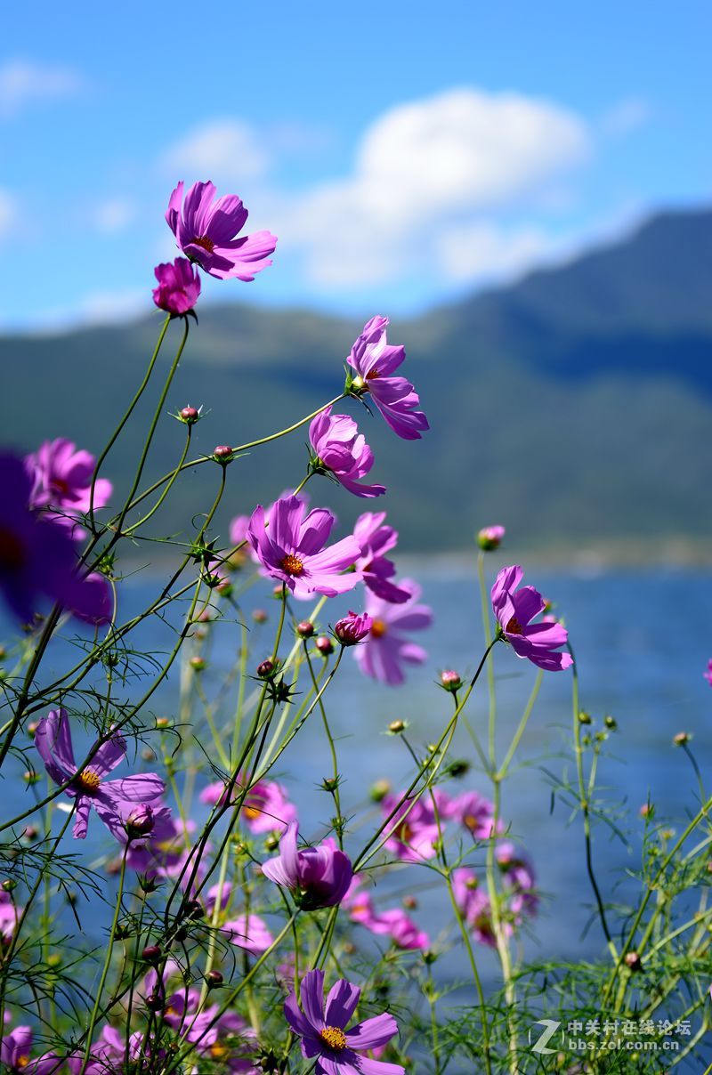 七彩云南自驾之旅格桑花篇