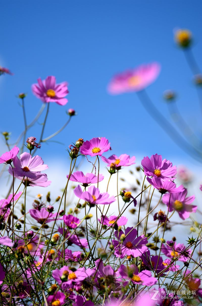 七彩云南自驾之旅格桑花篇