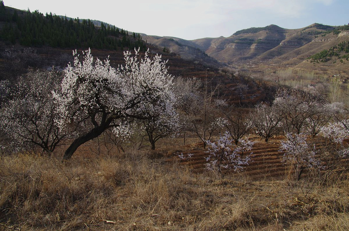 『杏花盛开的时候-3』123...12P