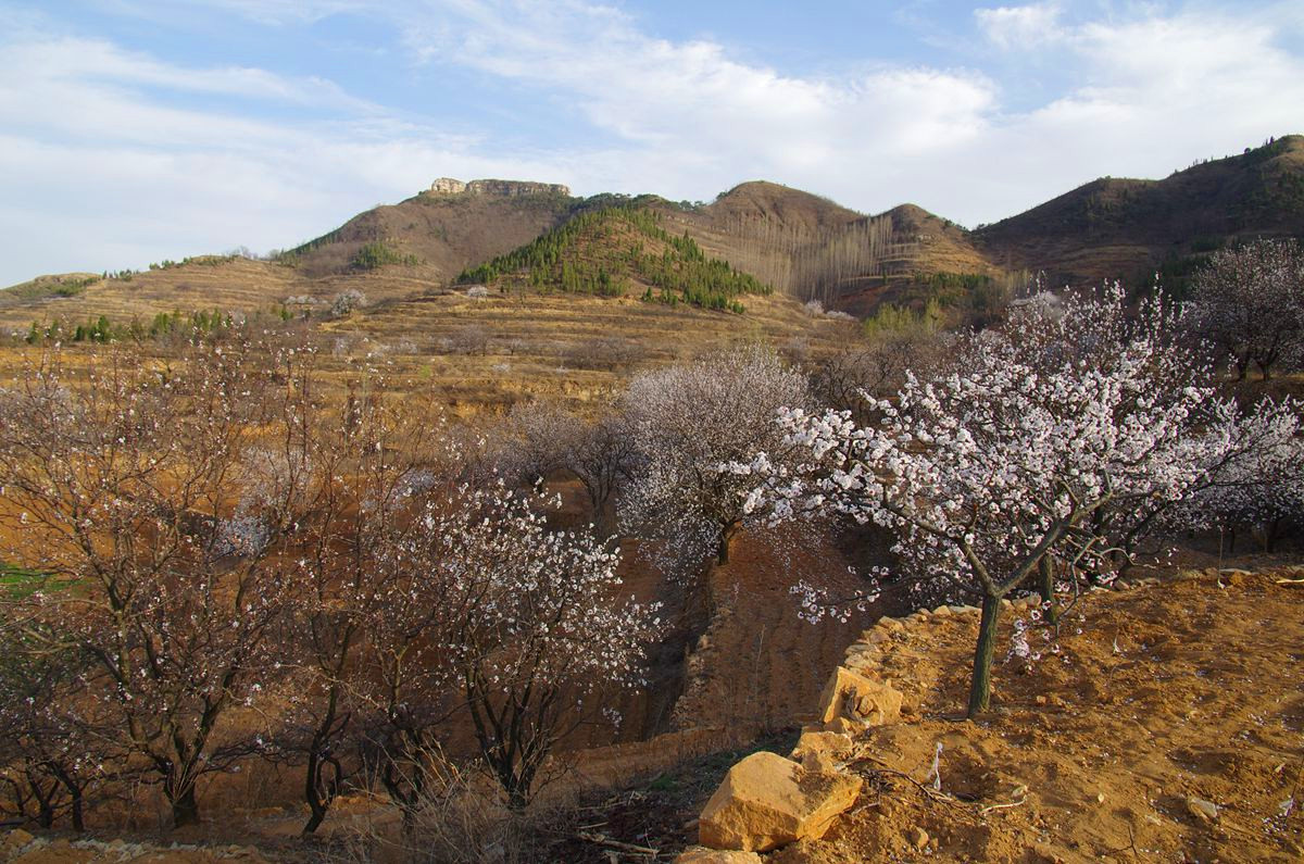 『杏花盛开的时候-3』123...12P