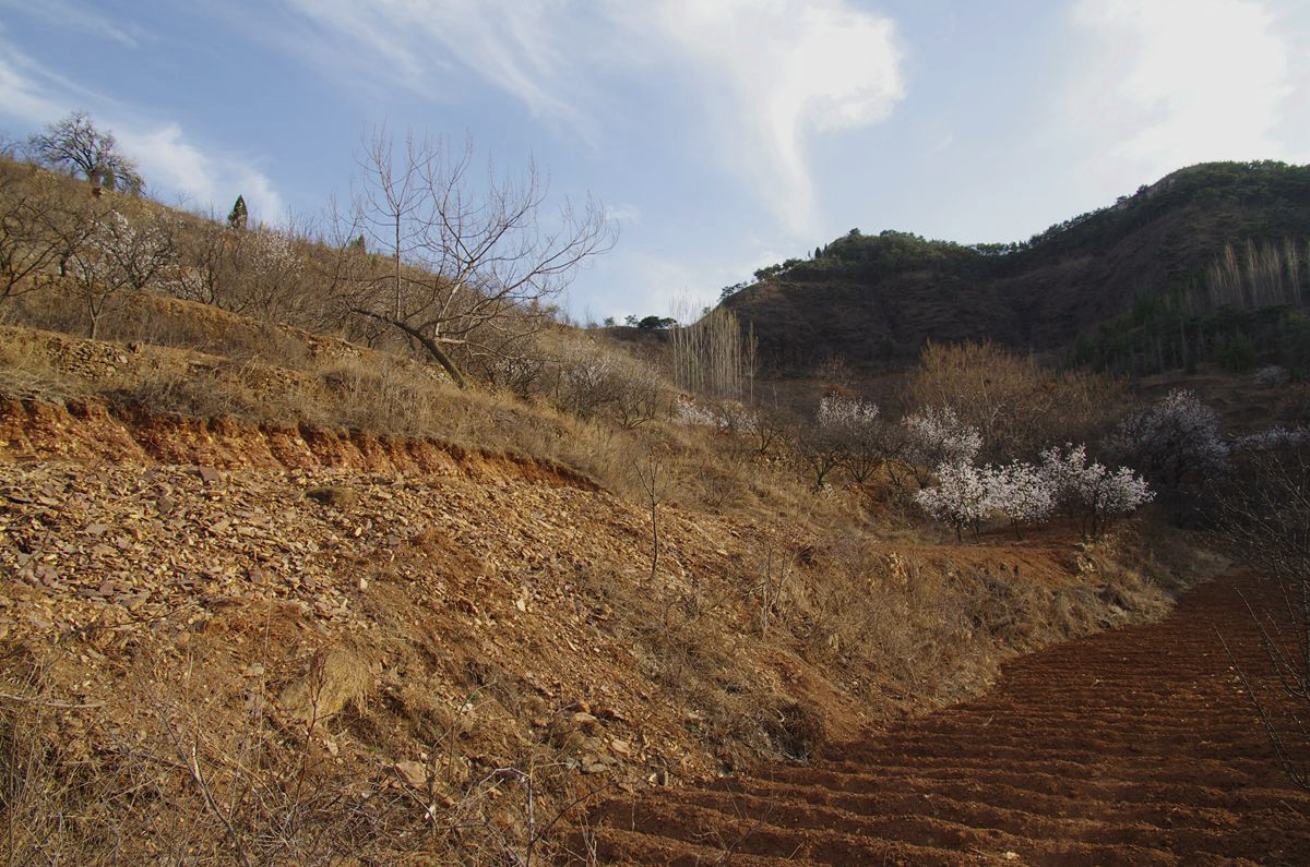 『杏花盛开的时候-3』123...12P