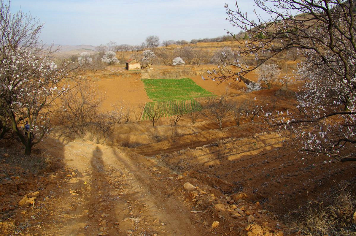 『杏花盛开的时候-3』123...12P