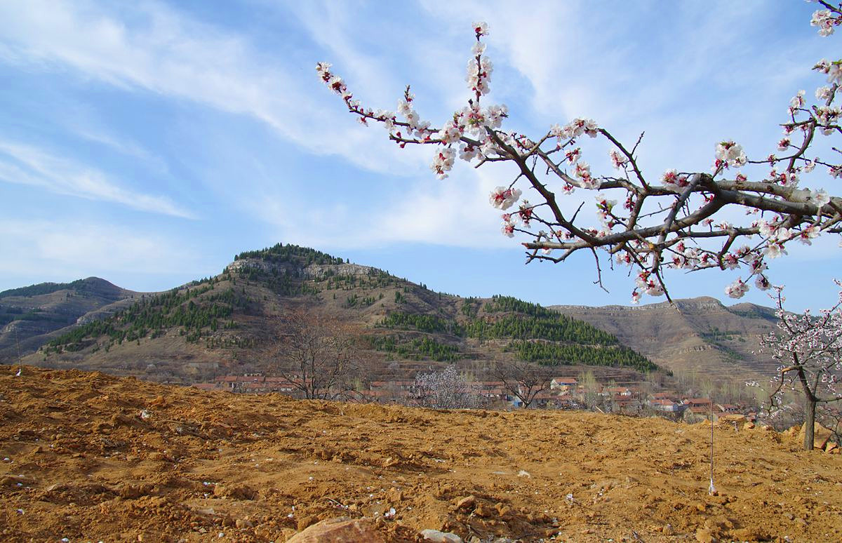 『杏花盛开的时候-3』123...12P