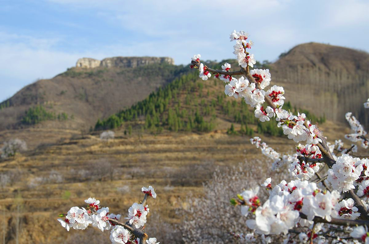 『杏花盛开的时候-3』123...12P