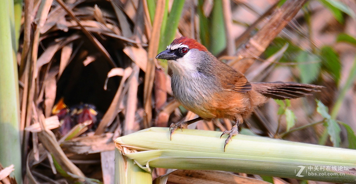广西崇左弄岗村拍鸟