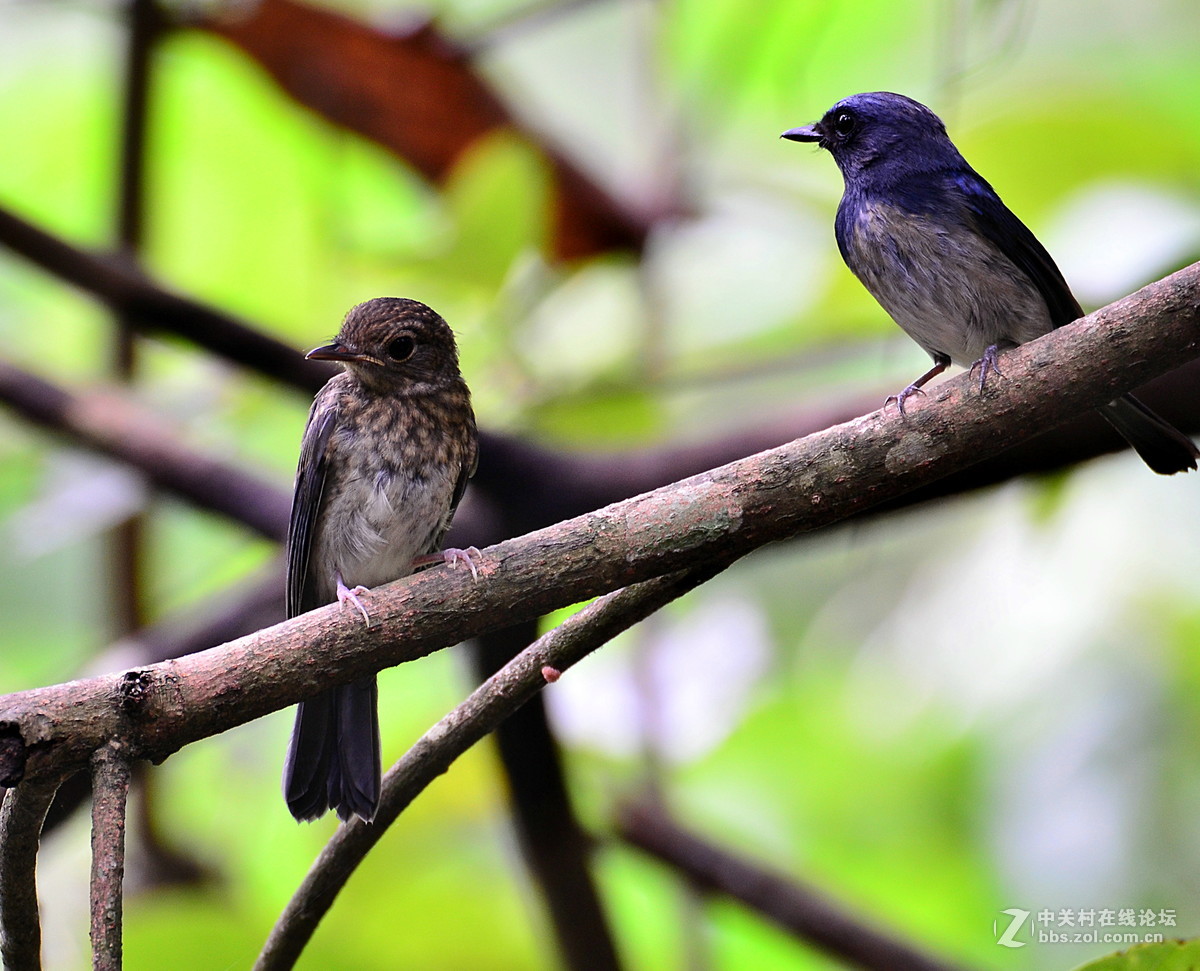 广西崇左弄岗村拍鸟