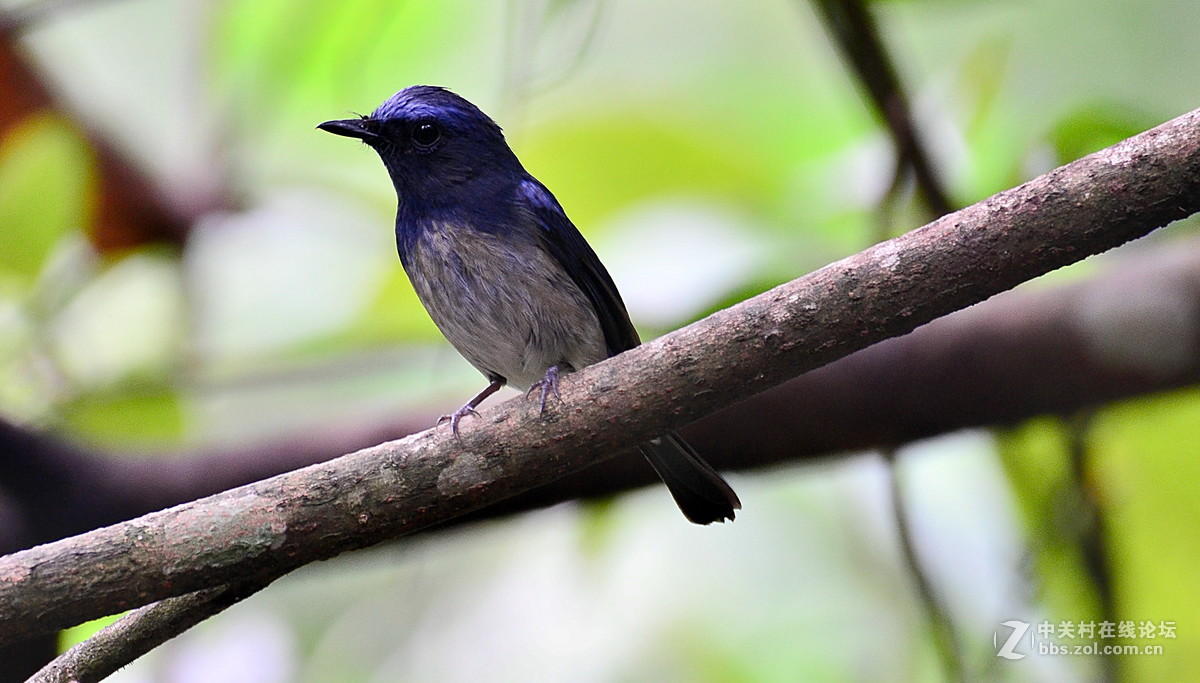 广西崇左弄岗村拍鸟