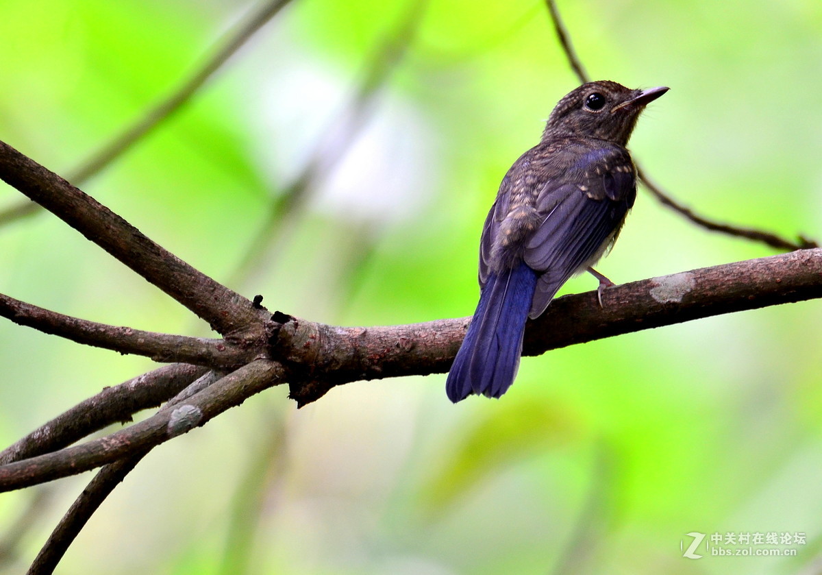 广西崇左弄岗村拍鸟