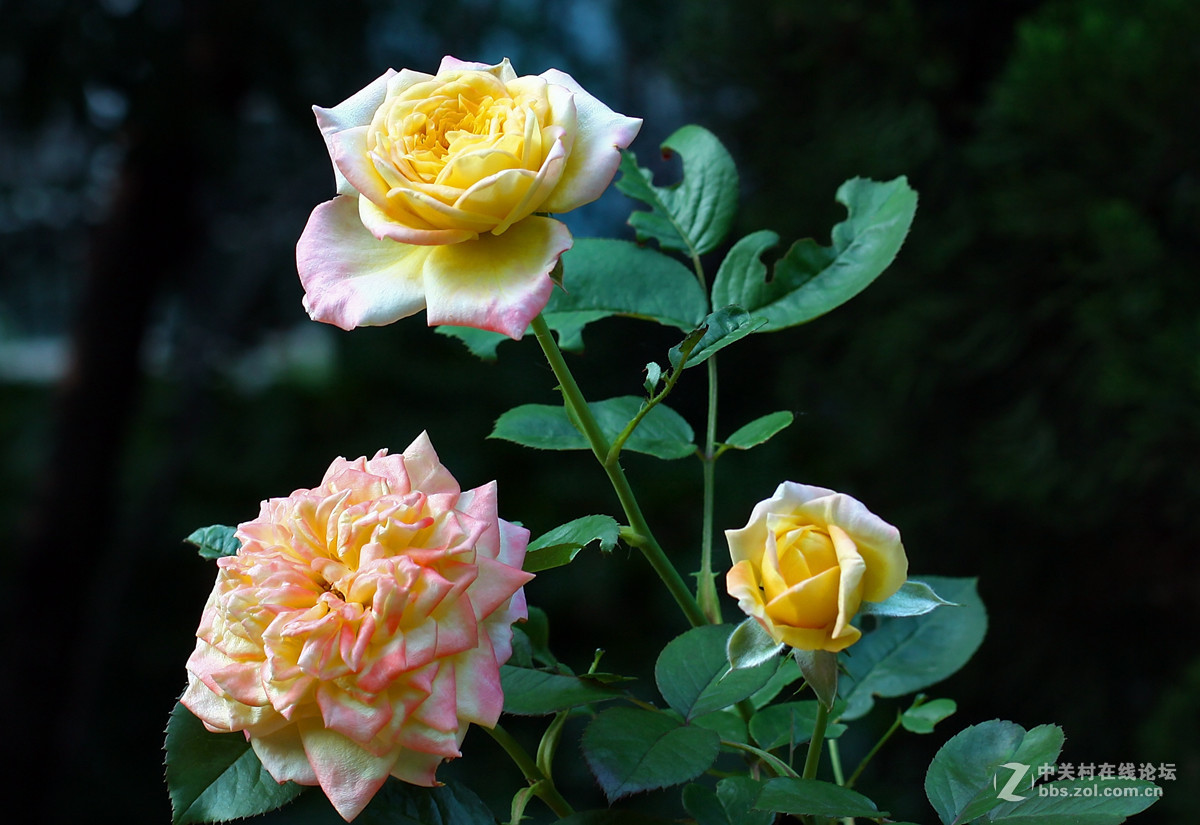 北京朝阳门家2楼花园随拍