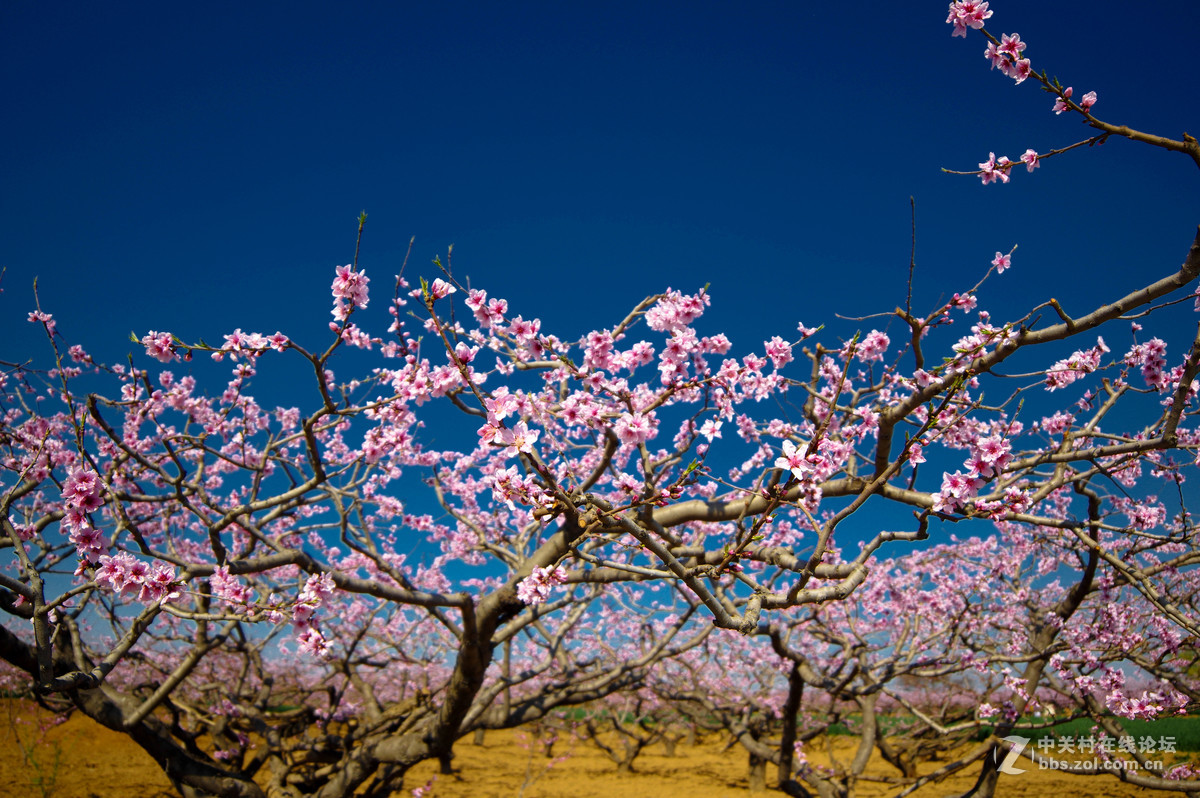 十里桃花