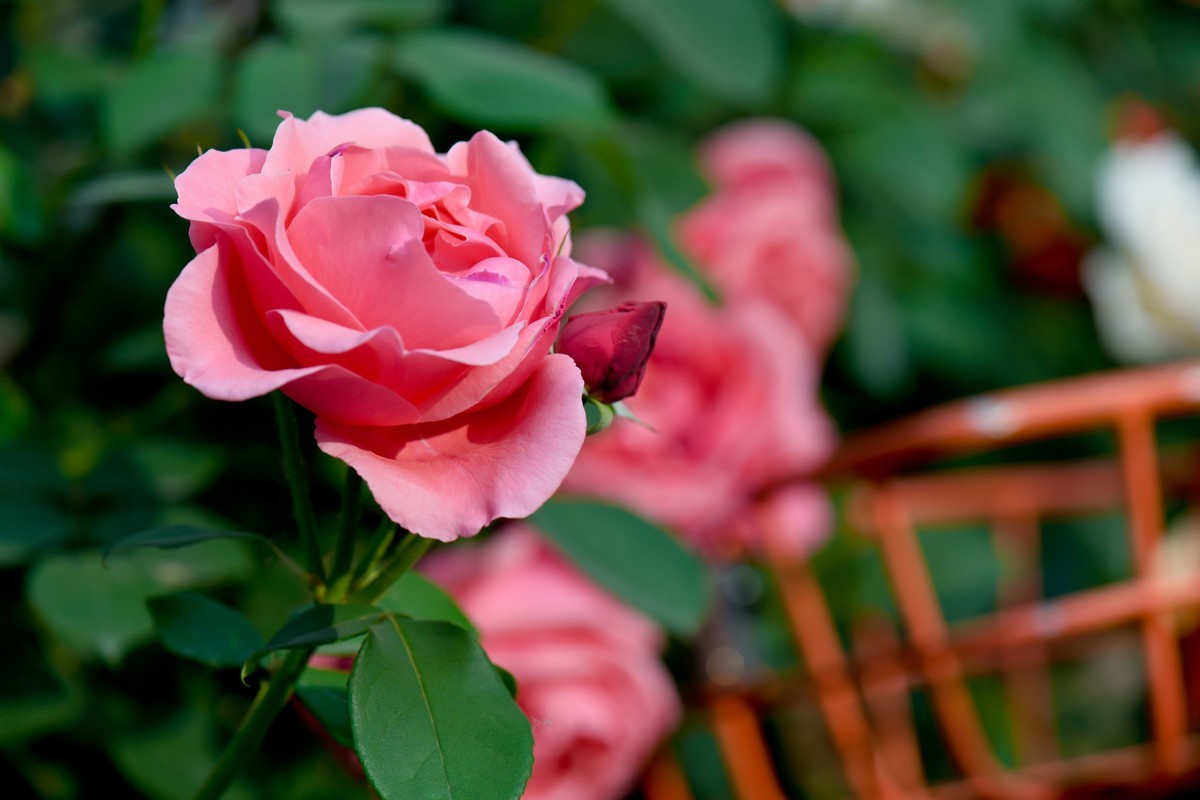 月季花与共享单车