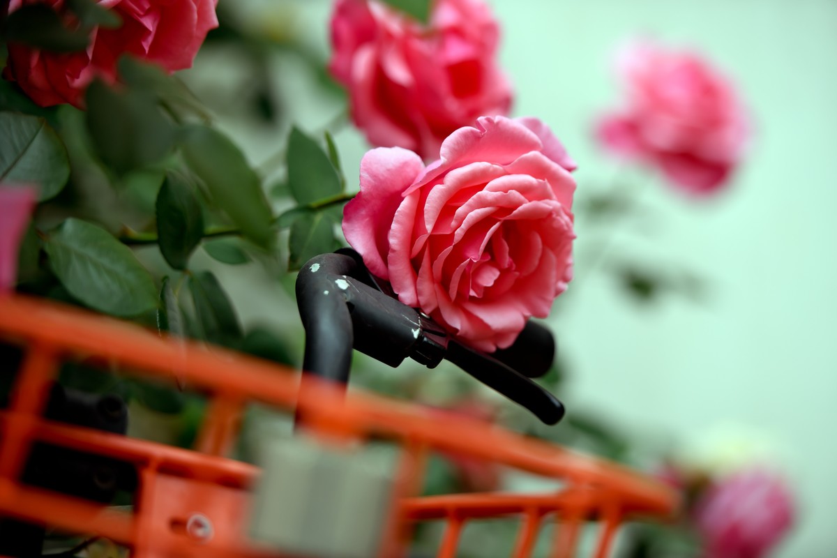 月季花与共享单车