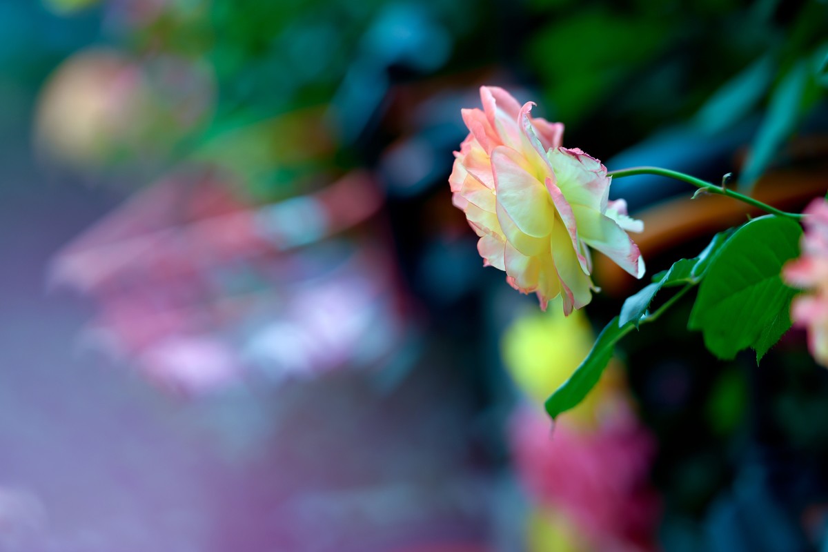 月季花与共享单车