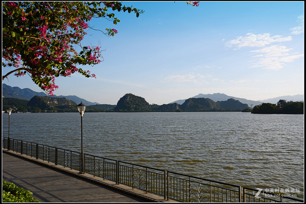 星湖西堤紫荆花盛放