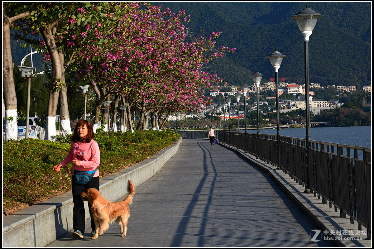 星湖西堤紫荆花盛放