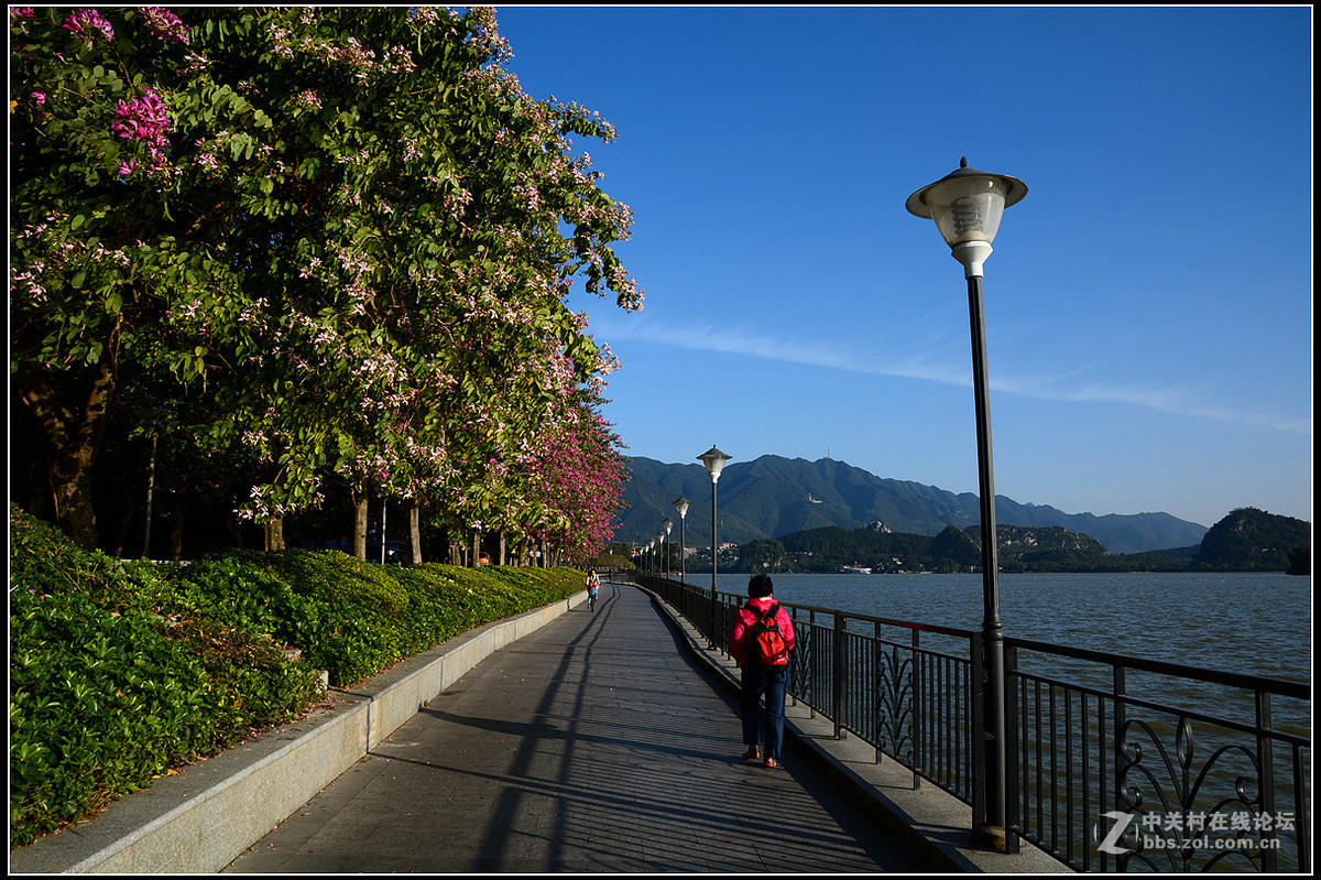 星湖西堤紫荆花盛放