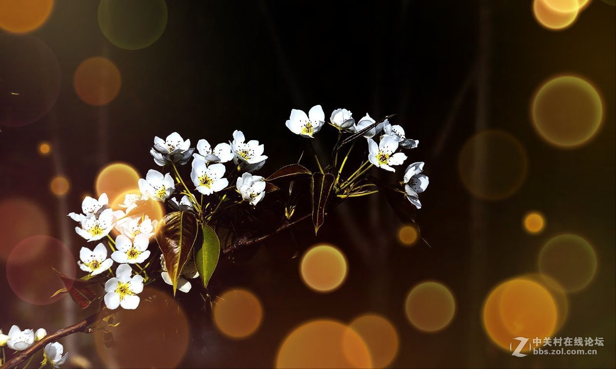 天津市长虹公园-梨花恭贺红尘版主重整昭通星空(中国)！