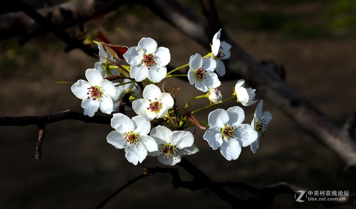 天津市长虹公园-梨花恭贺红尘版主重整昭通星空(中国)！