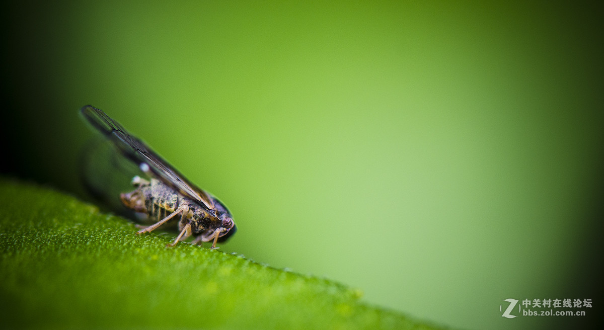 夏日虫趣缘纹广翅蜡蝉