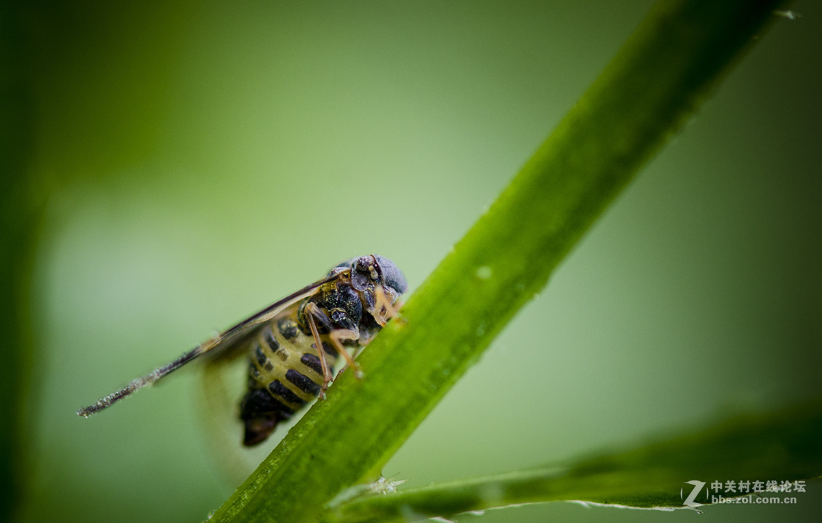 夏日虫趣缘纹广翅蜡蝉