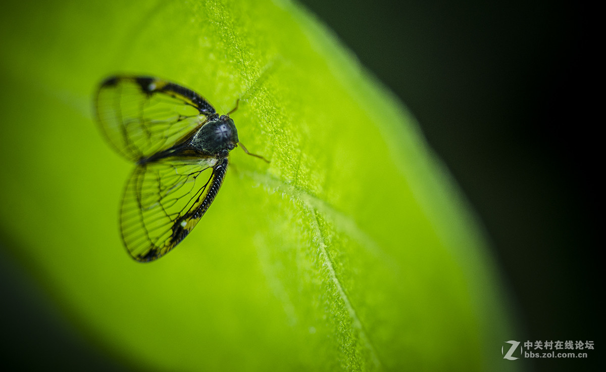 夏日虫趣缘纹广翅蜡蝉