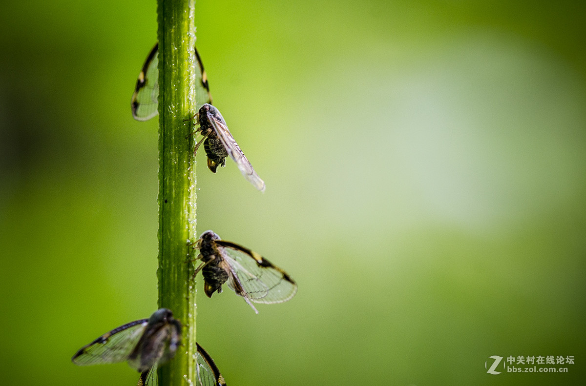 夏日虫趣缘纹广翅蜡蝉