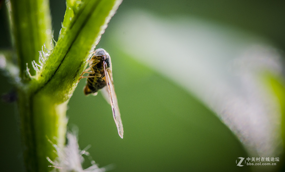 夏日虫趣缘纹广翅蜡蝉