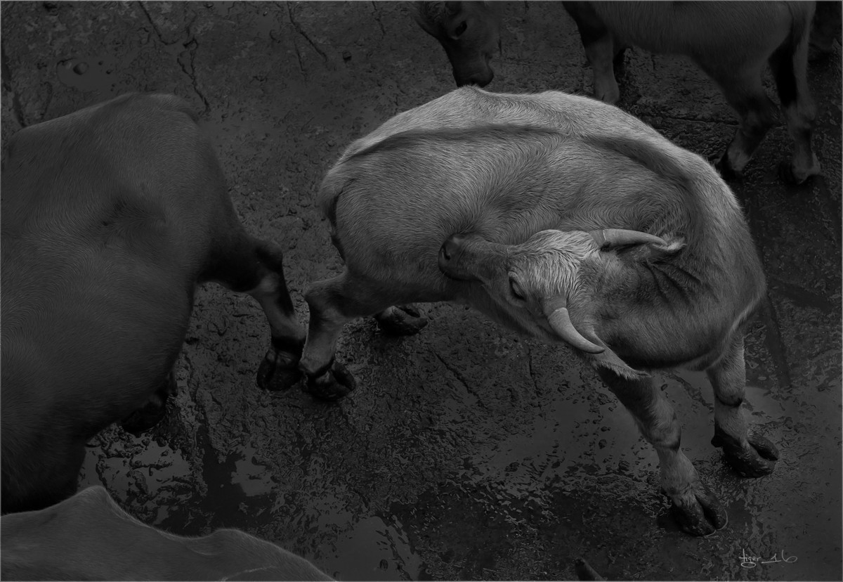 版主 请进！  百牛渡江  是 1DX2 拍摄， 属于 风光 和 人文照片， 为什么删除？