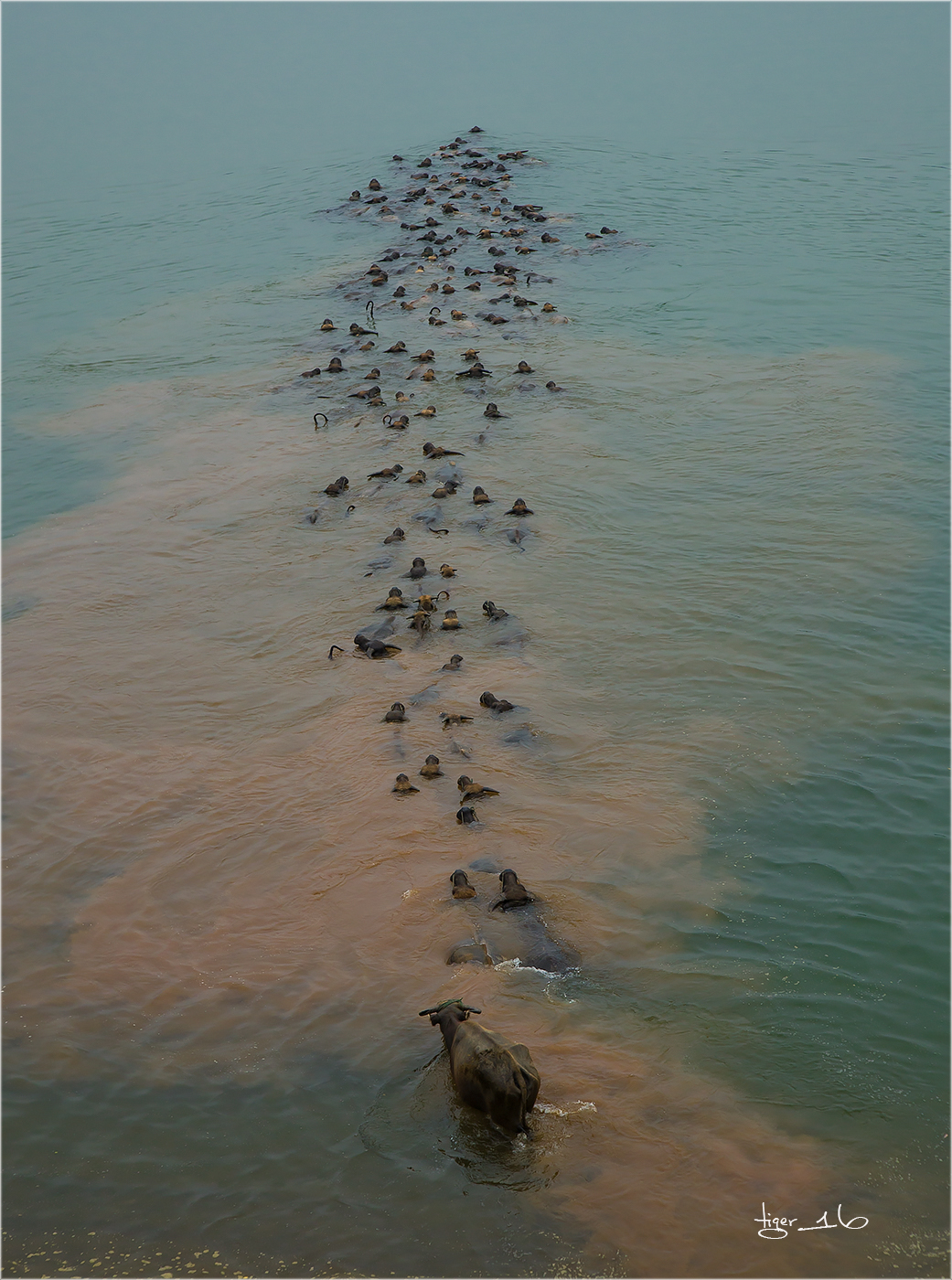 版主 请进！  百牛渡江  是 1DX2 拍摄， 属于 风光 和 人文照片， 为什么删除？