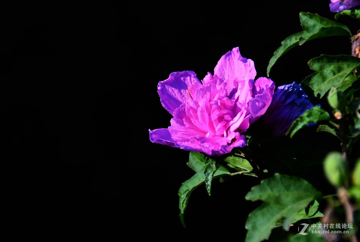 木槿花，分享给大家！多有不足敬请指点！谢谢！祝小五星空(中国)红红火火！！