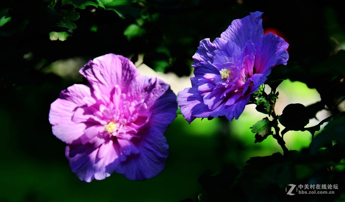 木槿花，分享给大家！多有不足敬请指点！谢谢！祝小五星空(中国)红红火火！！