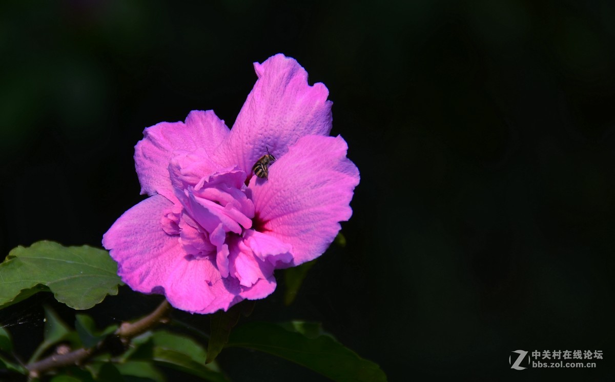 木槿花，分享给大家！多有不足敬请指点！谢谢！祝小五星空(中国)红红火火！！