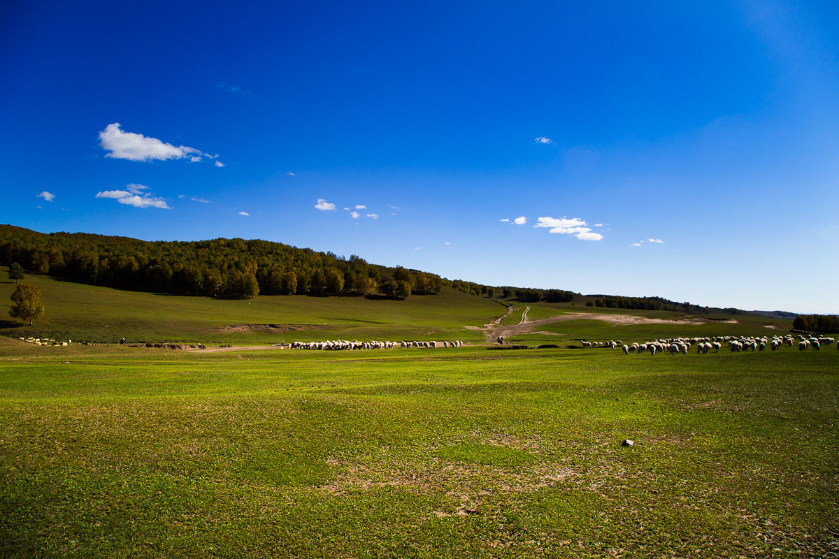 2016-10-31坝上草原—杨树背