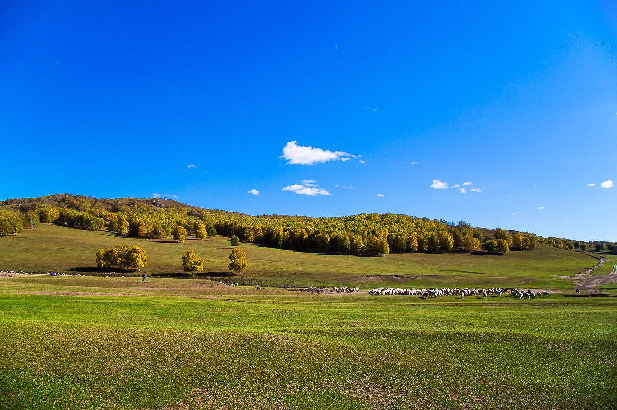 2016-10-31坝上草原—杨树背