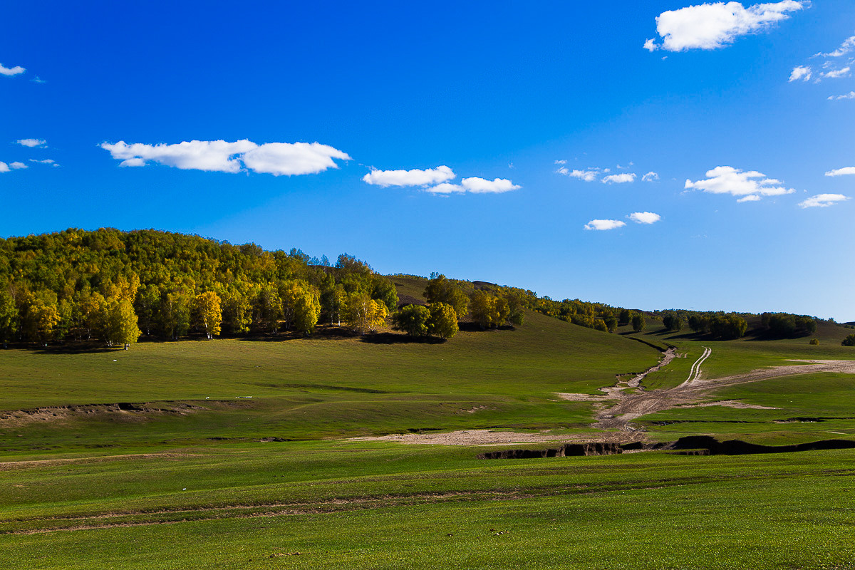2016-10-31坝上草原—杨树背