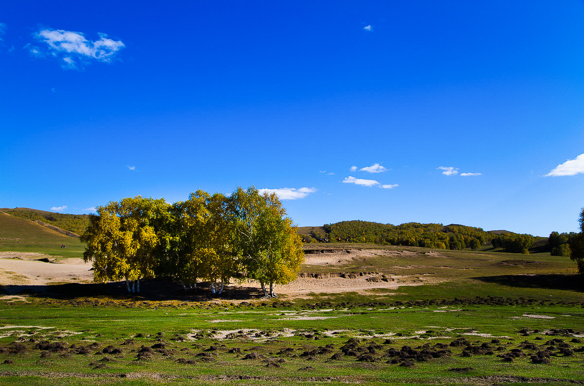 2016-10-31坝上草原—杨树背