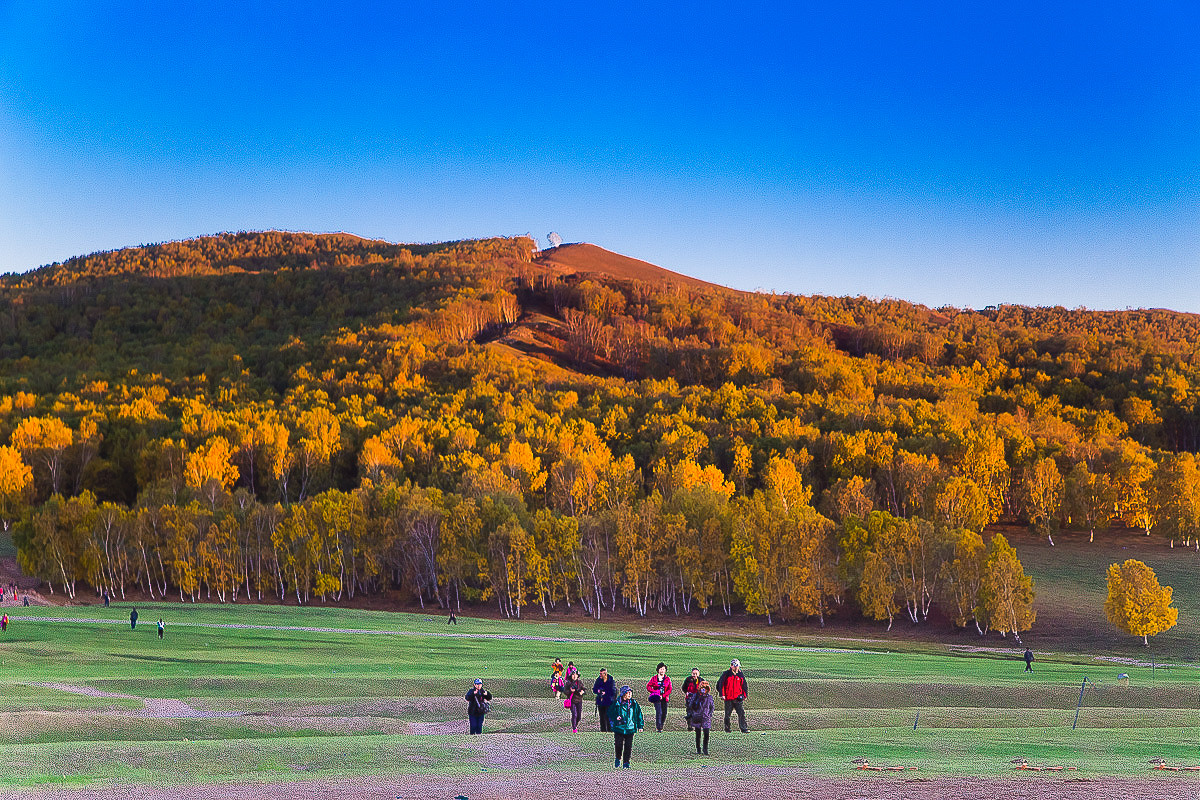 2016-10-31坝上草原—杨树背