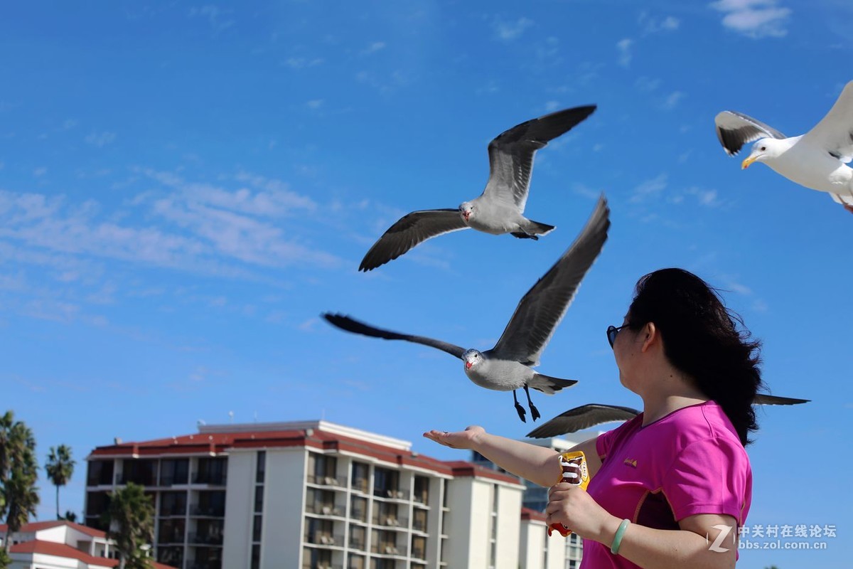 人欢鸥歌---美国之旅系列片之111