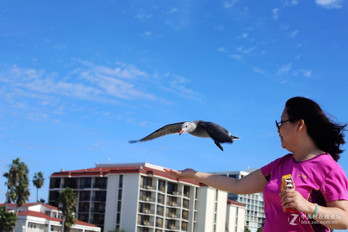 人欢鸥歌---美国之旅系列片之111