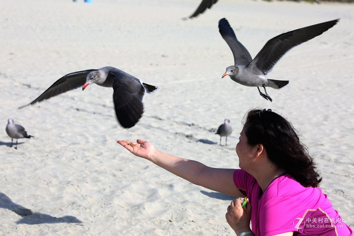 人欢鸥歌---美国之旅系列片之111