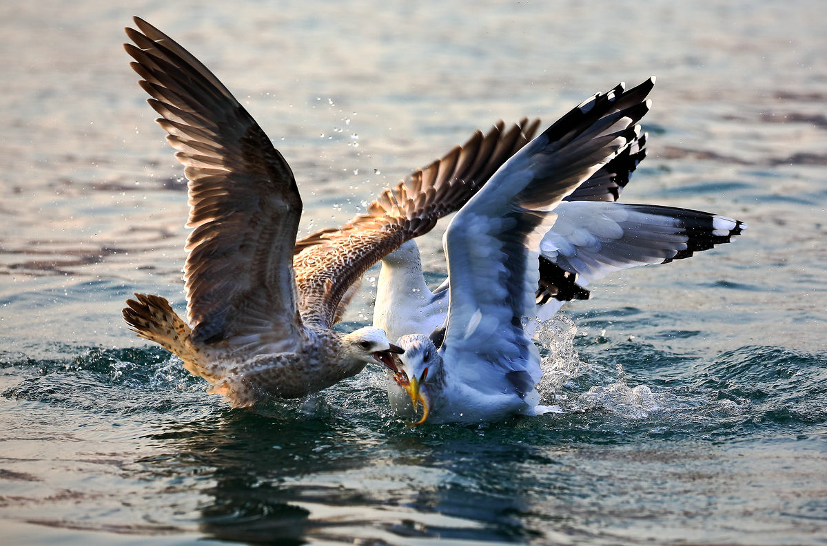 海鸥捕食