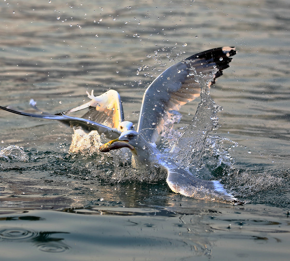 海鸥捕食