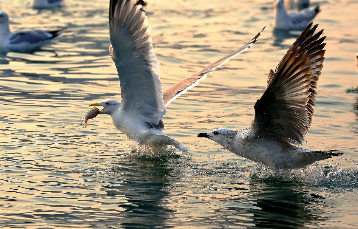 海鸥捕食