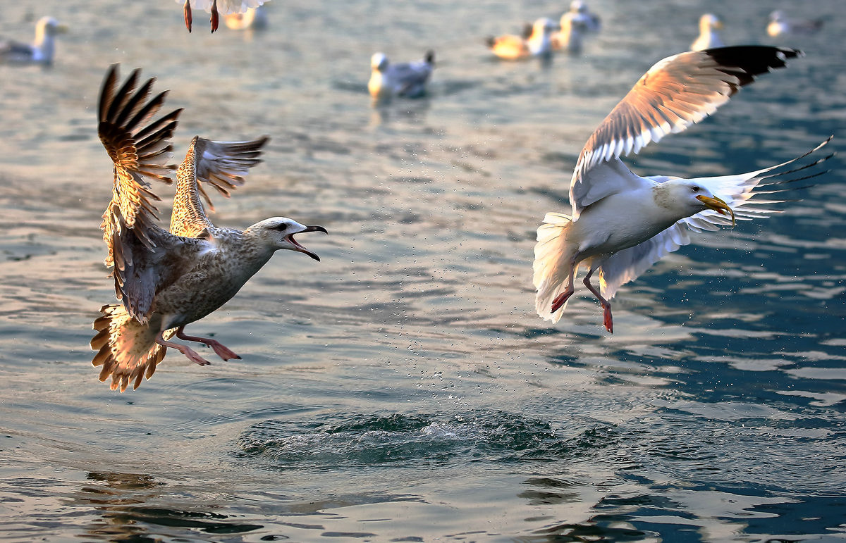 海鸥捕食