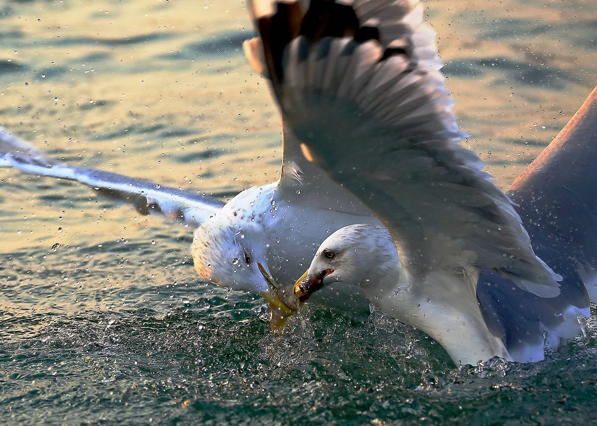 海鸥捕食